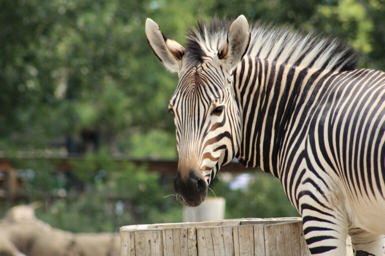 Mountain Zebra