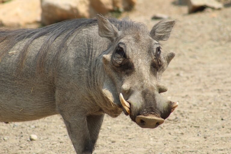 Warthog