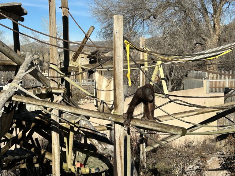 Great Apes outside exhibit