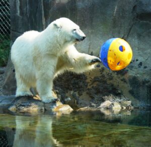 Polar bear enrichment