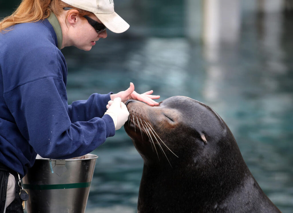 Sea lion training