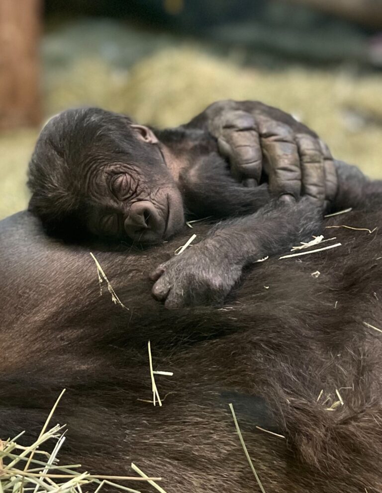 Gorilla baby
