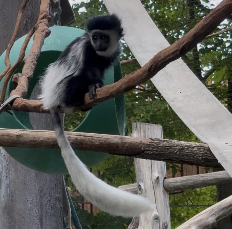 Basil the baby Colobus monkey