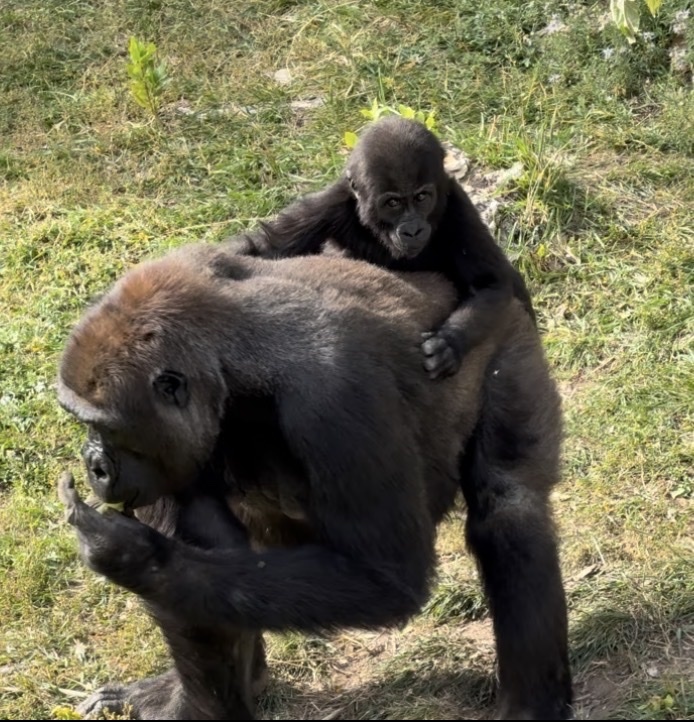Addo the baby gorilla at Utah's Hogle Zoo