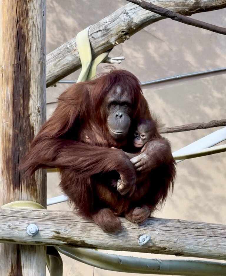 Weila and Acara at Utah's Hogle Zoo