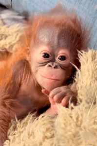 Bornean orangutan baby Weila at Hogle Zoo