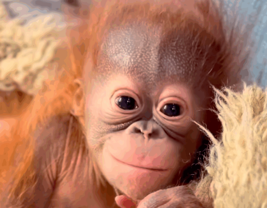 Bornean orangutan baby Weila at Hogle Zoo