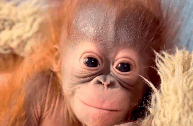 Bornean orangutan baby Weila at Hogle Zoo