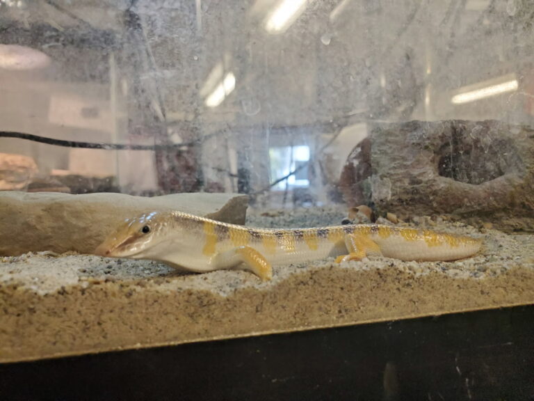 Amun, Egyptian sandfish at Utah's Hogle Zoo