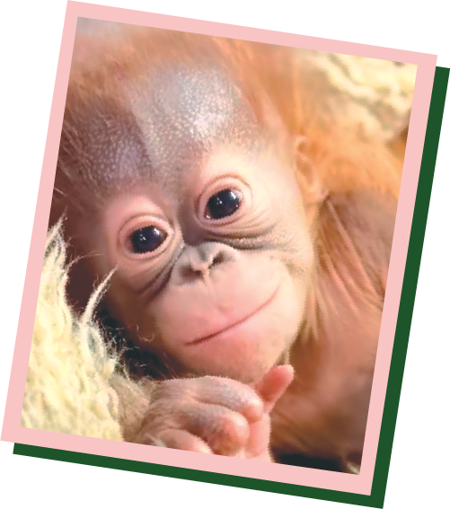 Weila, Baby orangutan at Utah's Hogle Zoo