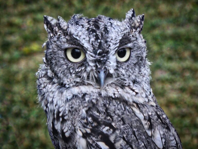 Resident Western Screech Owl - Apollo at Utah's Hogle Zoo