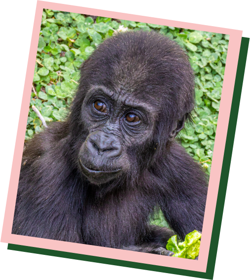 Western lowland gorilla Addo at Utah's Hogle Zoo