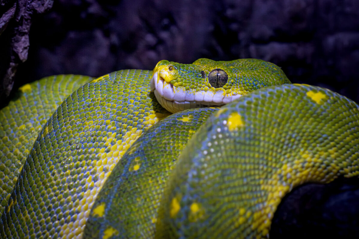 Green Tree Python at Utah's Hogle Zoo