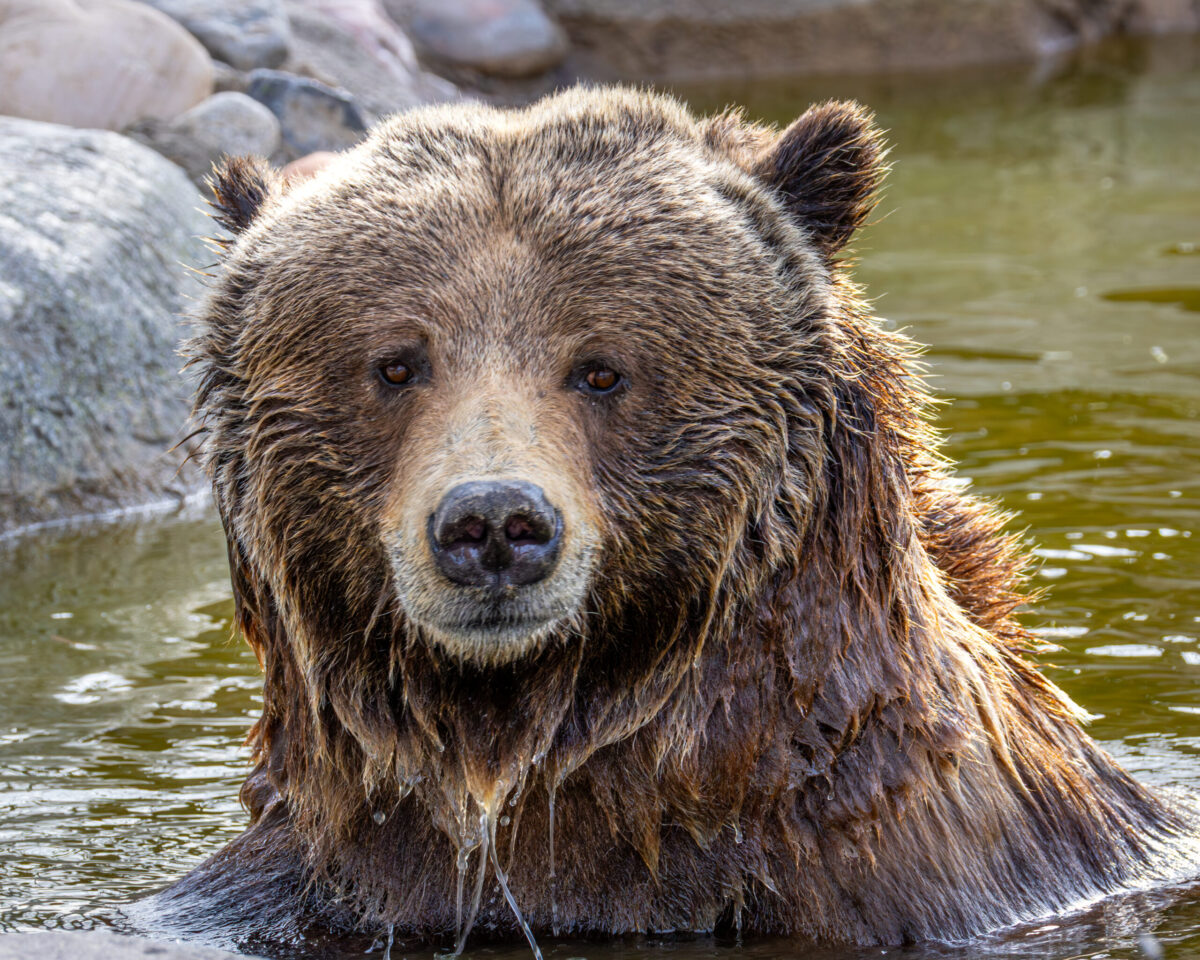 Grizzly Bear at Utah's Hogle Zoo