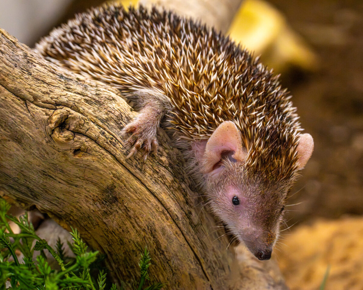 Hedgehog at Utah's Hogle Zoo