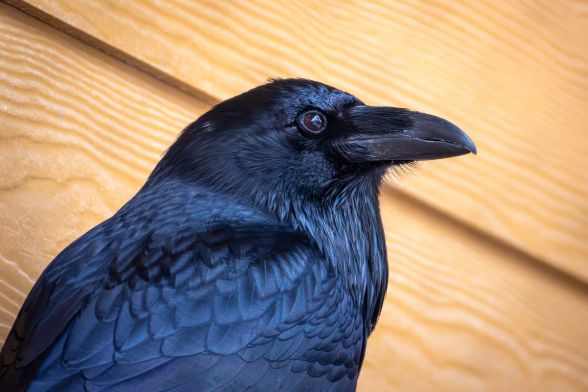 Raven Geri at Utah's Hogle Zoo
