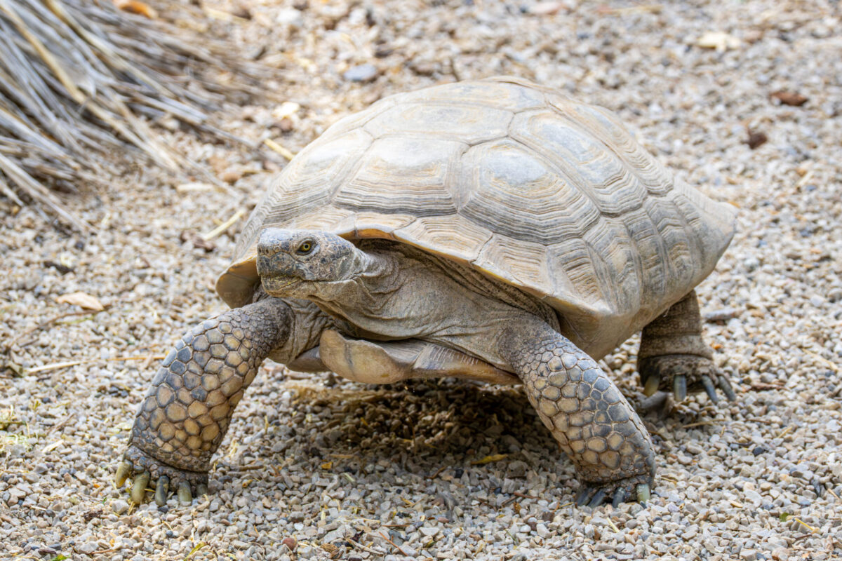 Tortoise at Utah's Hogle Zoo