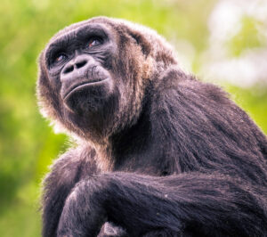 Mary, western lowland gorilla at Hogle Zoo