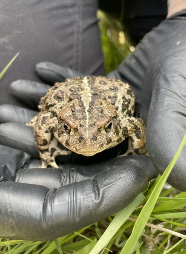 Western Toad