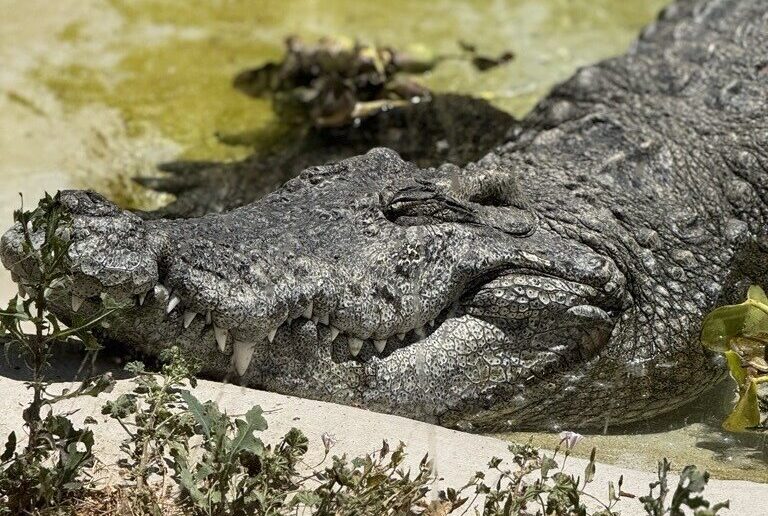 Bill crocodile in his habitat at Utah's Hogle Zoo