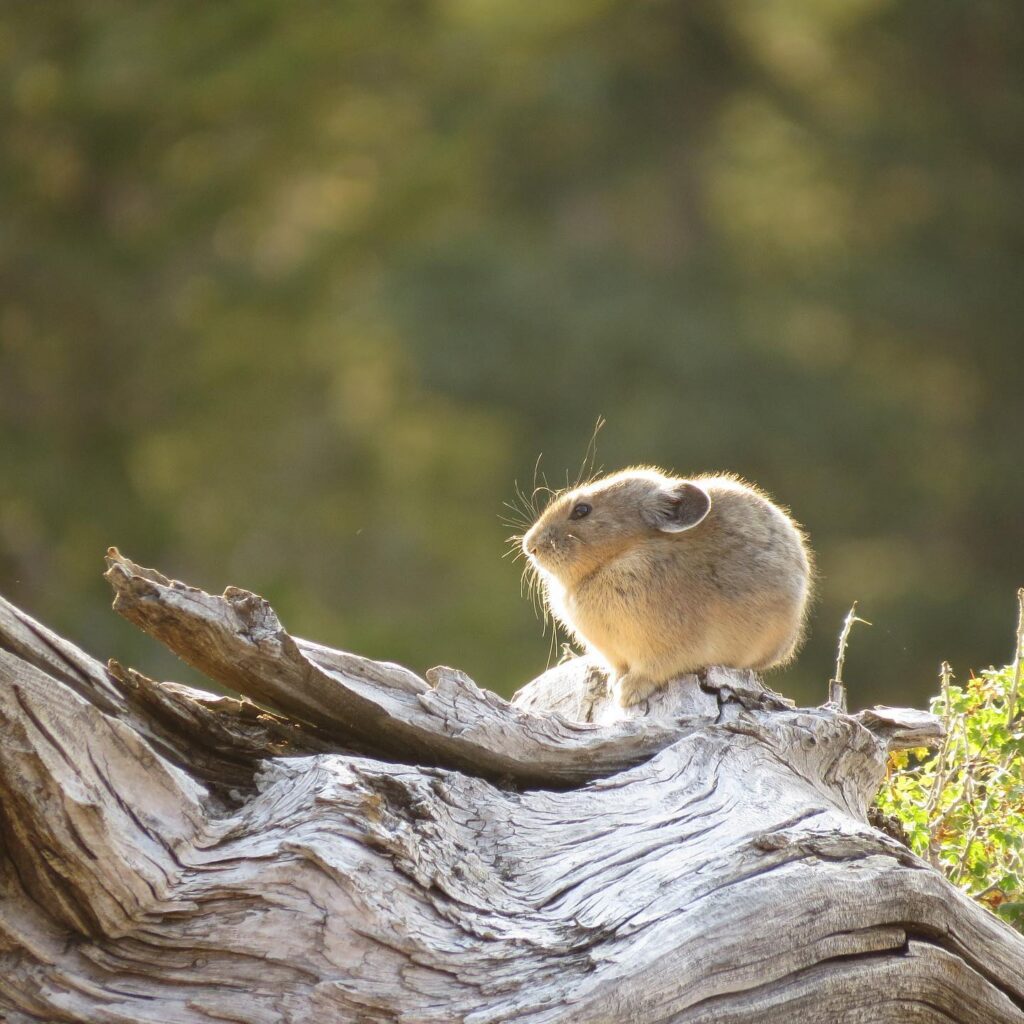 American Pika on tree