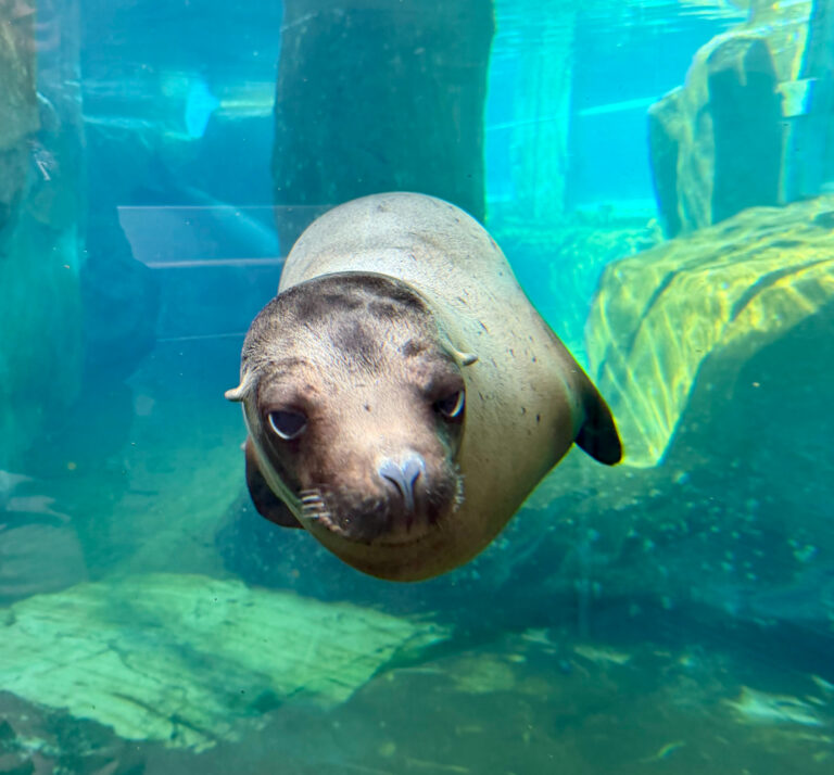 Kenney, sea lion at Utah's Hogle Zoo