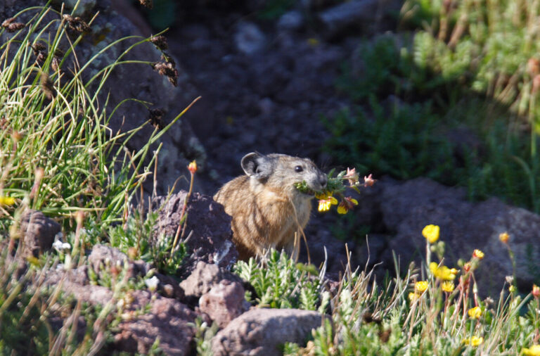 American pika in field with flowers