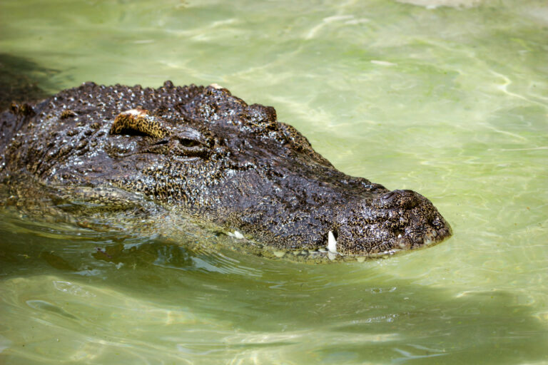 Siamese crocodile Bill at Utah's Hogle Zoo