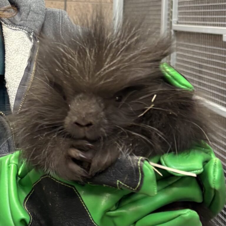 Baby North American porcupine Briar