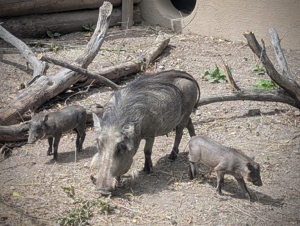 Warthog piglets and mom at Utah's Hogle Zoo