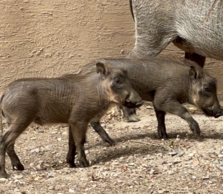 Warthog piglets at Utah's Hogle Zoo