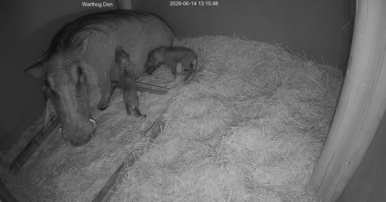 Warthog den at Utah's Hogle Zoo