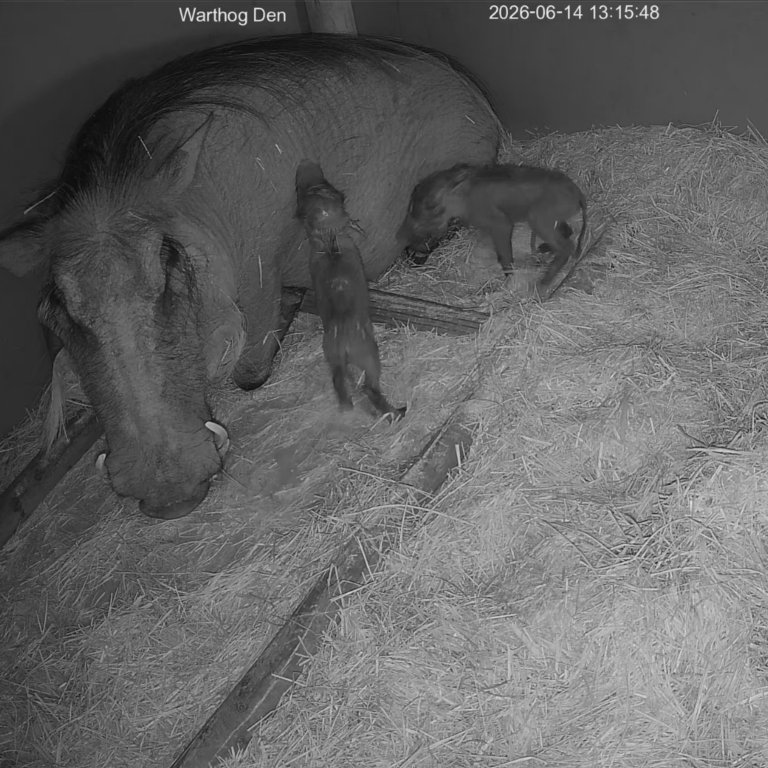 Warthog den at Utah's Hogle Zoo