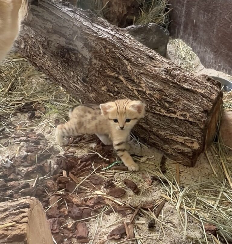 Sand cat kitten at Utah's Hogle Zoo