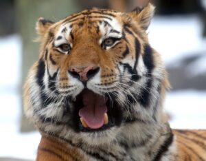 Amur tiger Maxim