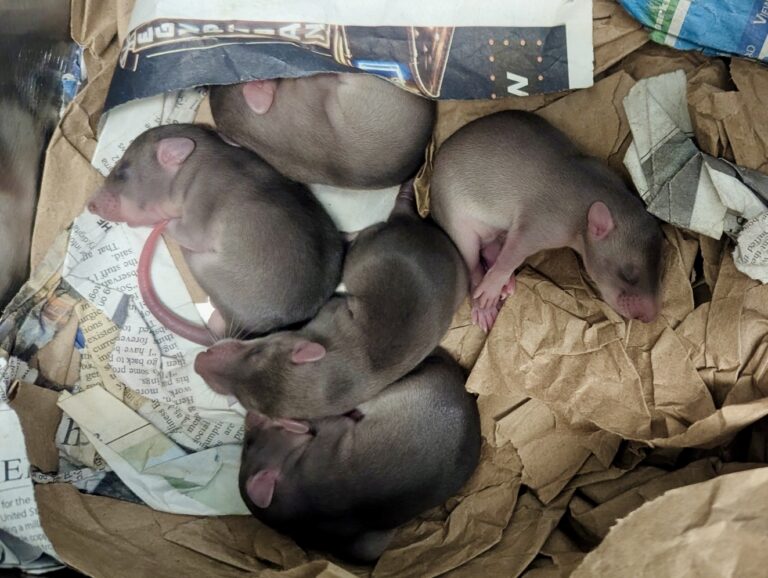 Pouched rat pups at Hogle Zoo