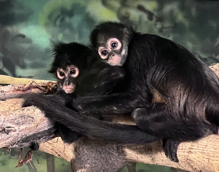 Mexican spider monkeys, Romina and Eve, at Utah's Hogle Zoo