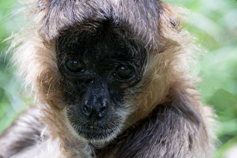 Spider monkey Lemon at Utah's Hogle Zoo
