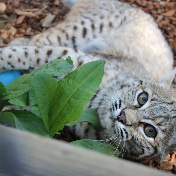 Bobcat with enrichment