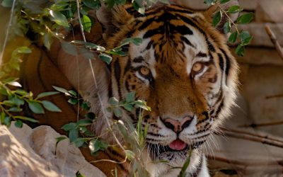 Tiger behind leaves