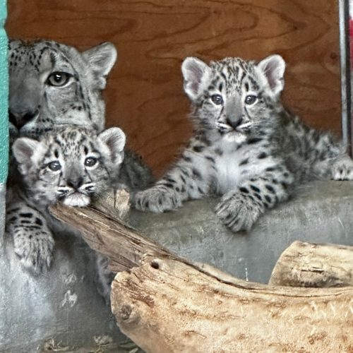 Snow leopard cubs and babs