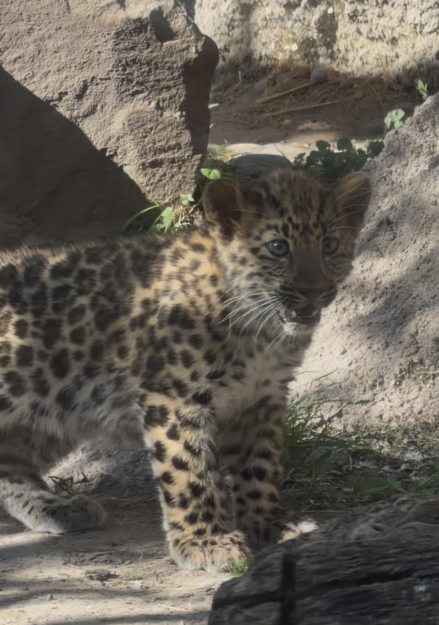 Amur Leopard cub Emilio