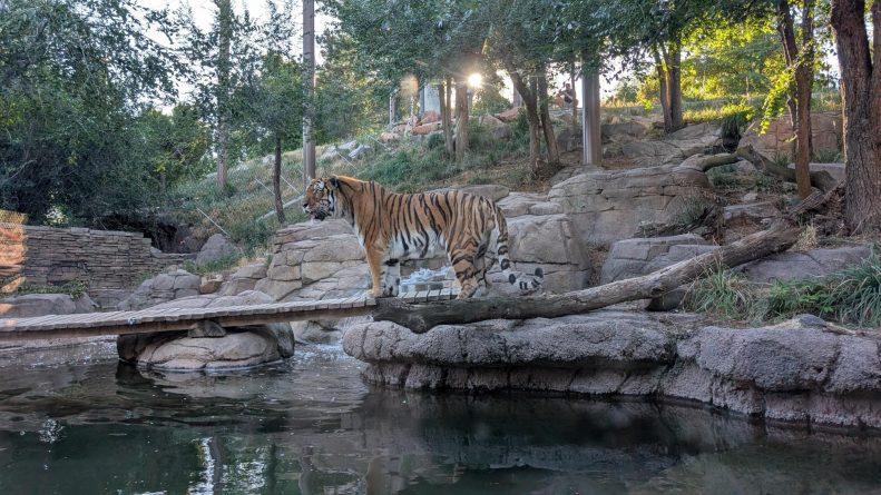 Amur tiger at Utah's Hogle Zoo
