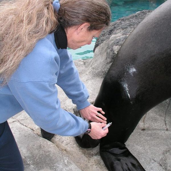 Vet observing sea lion