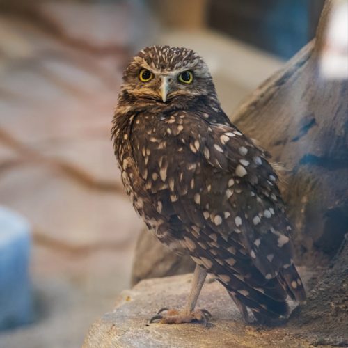 Burrowing owl close-up