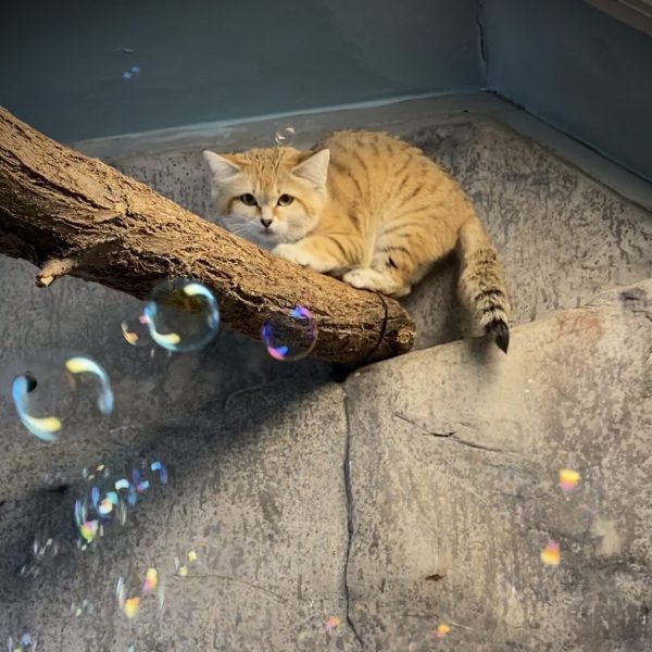 Sand cat bubbles