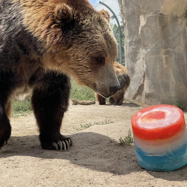 Grizzly bear feeding enrichment