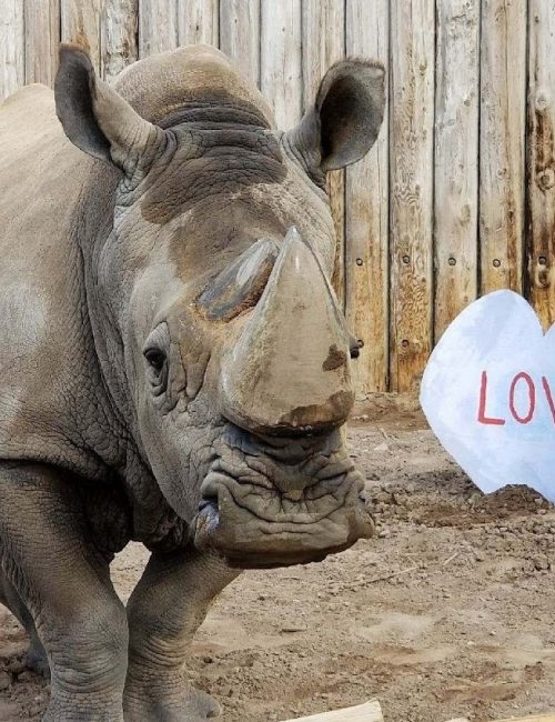 George with valentine enrichment