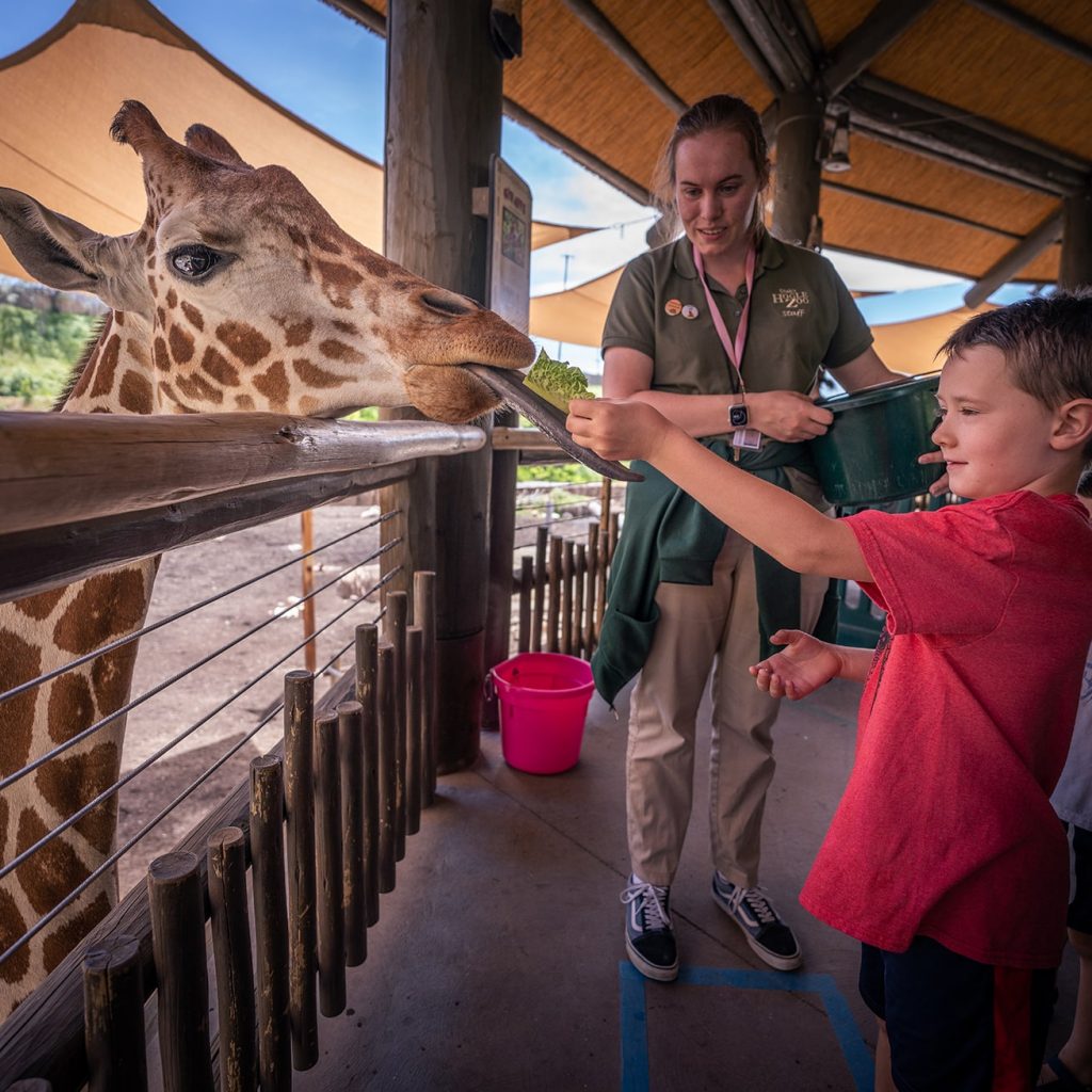 Giraffe-Feed-2022-CH-1-1.jpg