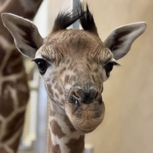 Giraffe calf at Hogle Zoo